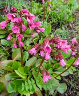 Purple Bergenia, Bergenia Purpurascens
Shutterstock.com
New York, NY