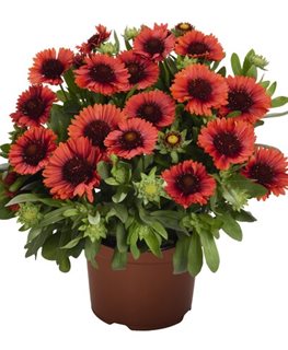 SPINTOP RED BLANKET FLOWER