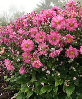 Fall In Love Sweetly Anemone, Pink Flowers, Anemone Hybrid
Proven Winners
Sycamore, IL