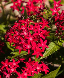 Graffiti Red Lace pentas