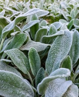 'silver Carpet' Lamb's Ear, Stachys Byzantina
Shutterstock.com
New York, NY