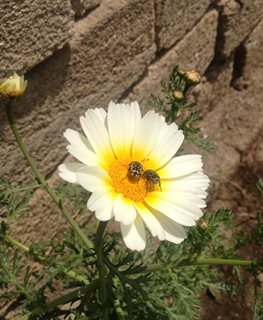 Vanilla Butterfly Marguerite daisy