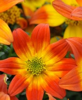 Beedance Painted Red Bidens Flower