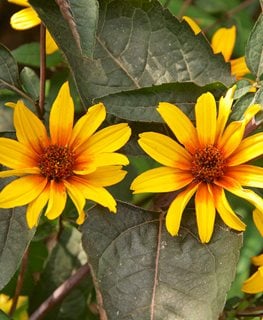 Burning Hearts False Sunflower