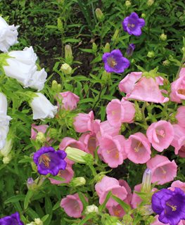 Canterbury Bells