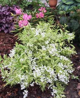 Creme Fraiche Deutzia, Deutzia Gracilis, Mincream Deutzia
Spring Meadow Nursery
Grand Haven, MI