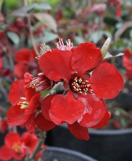 Kurokoji Quince, Chaenomoles Kurokoji, Red Flower
Flickr