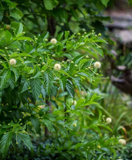 'Sputnik' Buttonbush