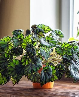 How to Grow Begonia Plants (10+ Care Tips) | Garden Design