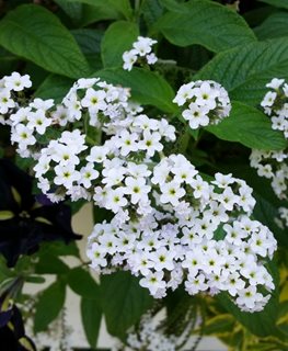 White Lady Heliotrope