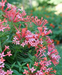 Estrellita Little Star bouvardia