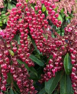 Interstella Japanese Pieris, Pieris Japonica
Proven Winners
Sycamore, IL