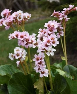 Peppermint Patty Bergenia, Bergenia Hybrid
Proven Winners
Sycamore, IL