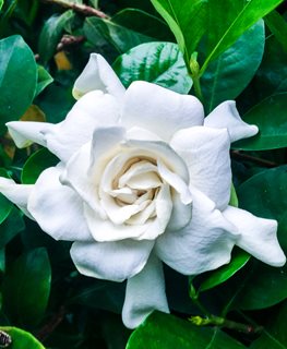 'RADICANS' GARDENIA
