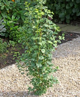 Skinny Fit Ginkgo, Ginkgo Biloba, Columnar Ginkgo
Proven Winners
Sycamore, IL