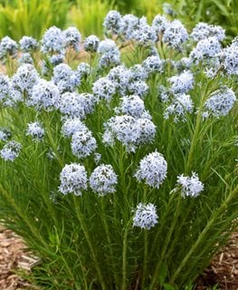 String Theory Amsonia, Amsonia Hybrid
Proven Winners
Sycamore, IL