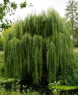 White willow tree