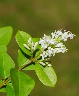 California Privet