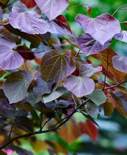 Forest Pansy Redbud Tree