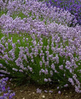 Miss Katherine Lavender, Lavandula Angustifolia 'miss Katherine'
Shutterstock.com
New York, NY