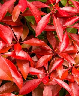 Mountain Fire Pieris, Pieris Japonica
Shutterstock.com
New York, NY