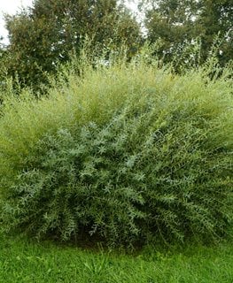 'Nana' purple willow shrub