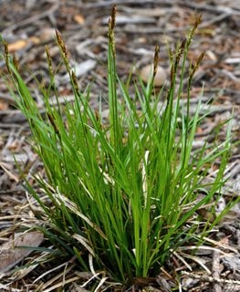Pennsylvania Sedge