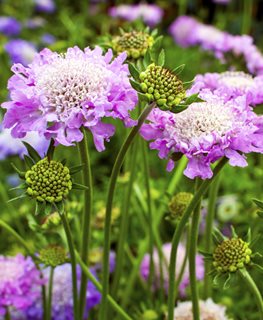 Pink Mist Scabiosa, Scabiosa Columbaria
Shutterstock.com
New York, NY