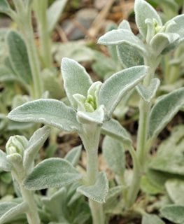 'silky Fleece' Lamb's Ear, Stachy Byzantina Plant
Shutterstock.com
New York, NY