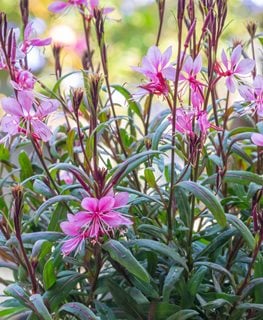 Siskiyou Pink Gaura, Gaura Lindheimeri
Shutterstock.com
New York, NY