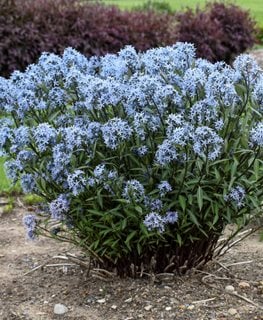 Storm Cloud Amsonia, Amsonia Tabernaemontana
Proven Winners
Sycamore, IL