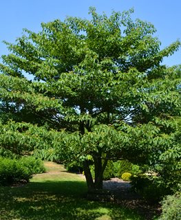 Amur maple tree