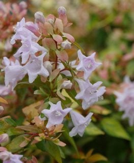 Funshine® abelia