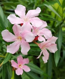 Hardy Pink Oleander, Light Pink Oleander
Shutterstock.com
New York, NY