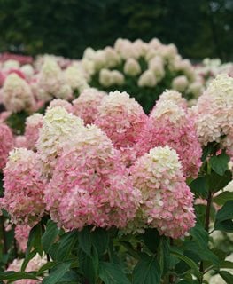 Limelight Prime® Panicle Hydrangea