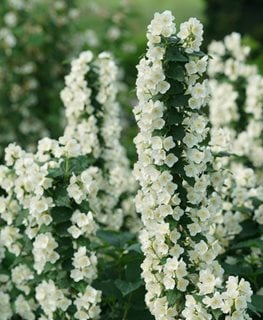 Illuminati Tower® mock orange