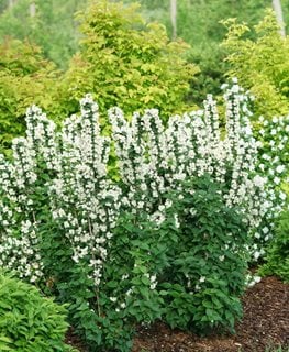 Illuminati Tower Mock Orange, Philadelphus Coronarius, Mock Orange Bush
Proven Winners
Sycamore, IL
