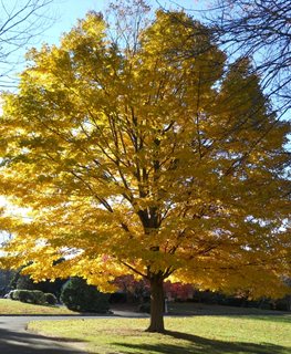 Norway Maple in fall