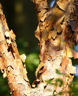 Paperbark maple tree trunk