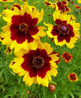 PLAINS COREOPSIS