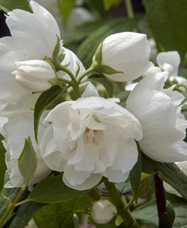 Snow White Sensation Mock Orange, Philadelphus 'snow White Sensation’
Millette Photomedia