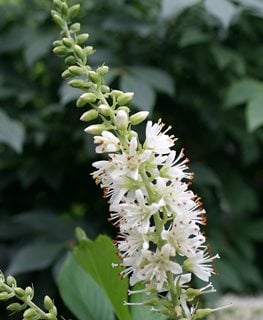 Sugar Shack® buttonbush