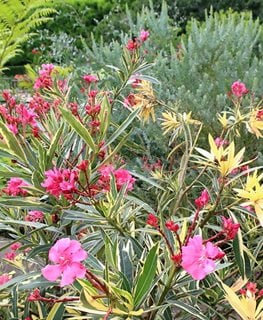 Twist Of Pink Oleander, Variegated Oleander
Flickr