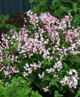 Yuki Cherry Blossom® deutzia