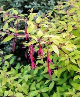 'AUREA' FUCHSIA