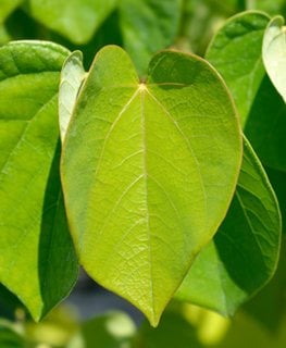 Avondale Redbud Tree