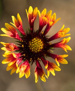 FANFARE BLAZE BLANKET FLOWER