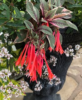 'FIRECRACKER' FUCHSIA