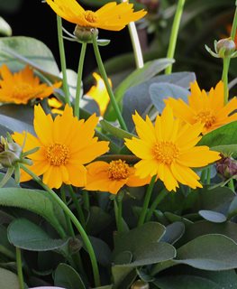 'NANA' COREOPSIS