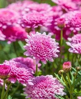 Sassy Double Deep Rose Marguerite daisy